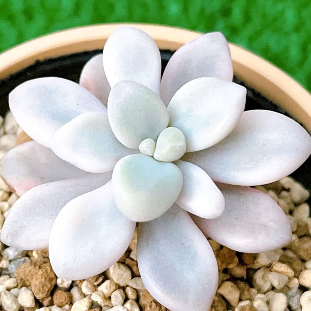 Amazon｜『だるま秀麗錦』3番 斑入り グラプトペタルム 多肉植物